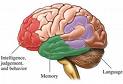 IQ Level Can Determine Risk Of Vascular Dementia