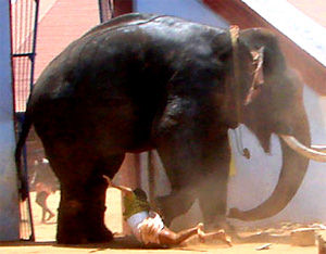 Man develops a remote operated machine to control violent elephants