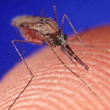 First Human West Nile Case reported in Kern County