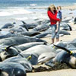 Over 100 whales die on two New Zealand beaches