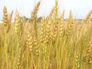 Punjab Contributes 35 Lakh MT Wheat