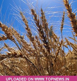 Commodity Trading Tips for Wheat by KediaCommodity