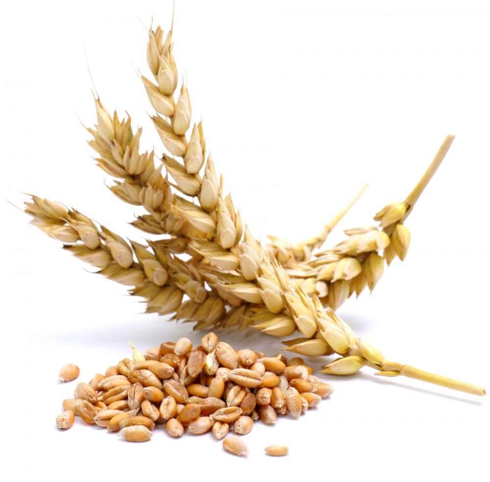 http://topnews.in/files/Wheat_7.jpg