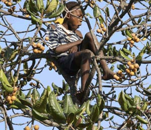 Wild fruit trees in danger of becoming extinct