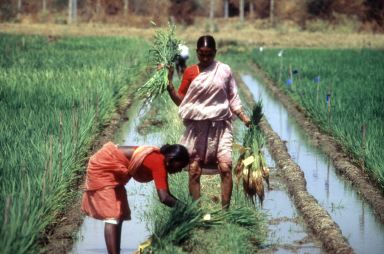 Women workers 