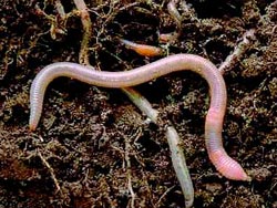 Electric field used on worm to test new medicines