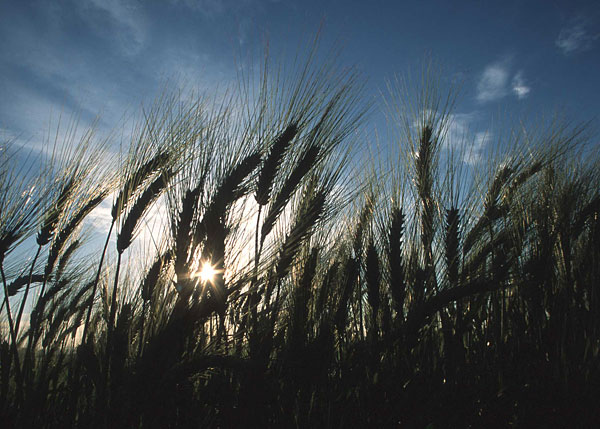 India, South Africa to sign pact on agricultural cooperation