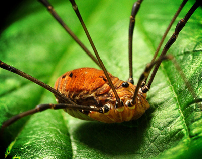 arachnids