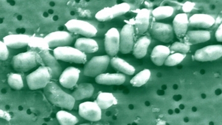 Scientists criticize earlier study on arsenic-based life