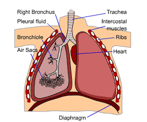 Asthmatics 