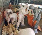 UN: World is well prepared to fight large scale avian flu outbreak 