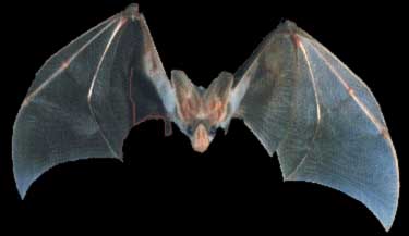Ghost bats move into Sydney Wildlife World for Halloween