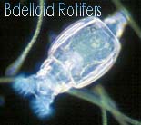 Bdelloid Rotifers