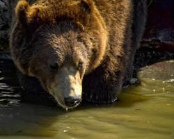 Bear captured after wreaking havoc in Ljubljana