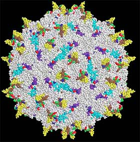 Scientists turn benign virus into good gene therapy carrier for cystic fibrosis	 