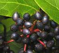 Ellagic Acid Present In Berries Prevents Wrinkles, Say Korean Researchers