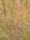 New source for biofuels
