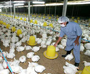 Bird Flu Risk