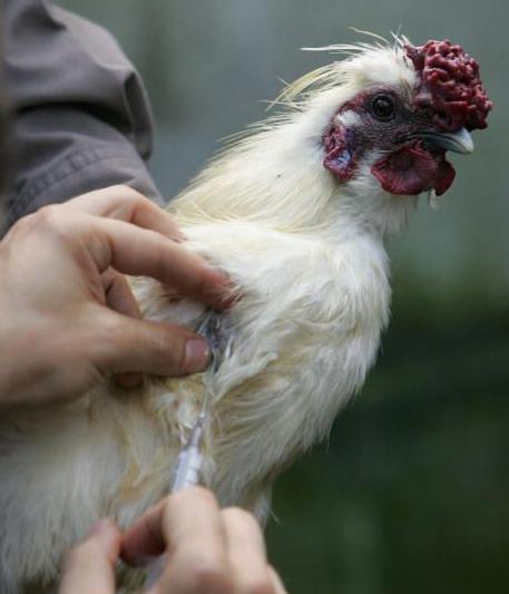 Oz scientists' breakthrough in making bird flu testing safe