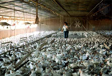 Bird flu in Imphal