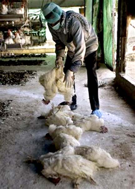 Bird flu Scare Triggers Culling In Sikkim