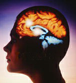 Brain