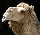 Camels, snails, pineapple plants make ‘Top Ten Charity Christmas Gifts’ list!