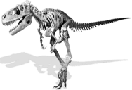 Carnivorous Dinosaur