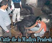 Cattle die in Madhya Pradesh due to drought like situation