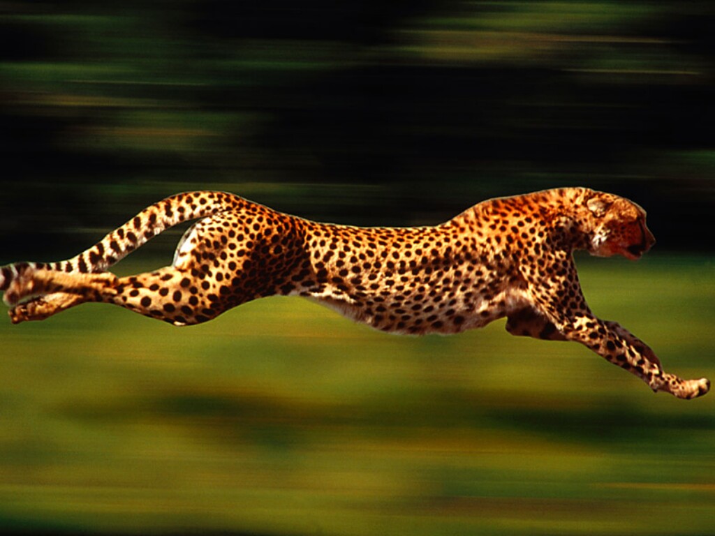 cheetah speed