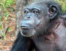 Study Will Help Reveal Genetic Differences Between Chimps, Humans 