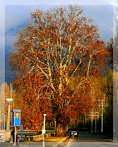 Kashmir''s famous Chinar trees being felled