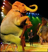 Plight of circus owners and artists