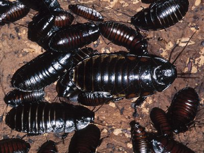 US shop owner stuffs mouth with 16 roaches in record bid!