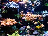 Rare corals cross-breed in order to survive 