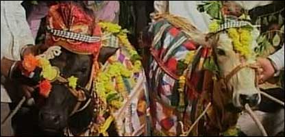 Hindu wedding between a cow and a bull
