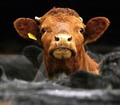 ‘Mooing’ at cows can boost their milk production!