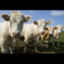 Cow herd "terrorizes" Spanish village