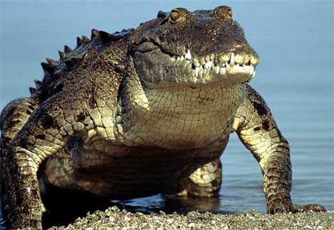 At least 15 Mozambicans killed by crocodiles 