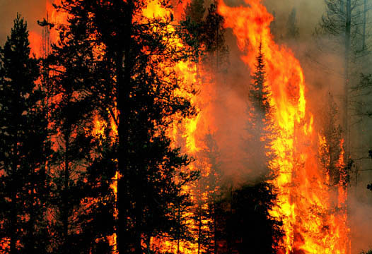 Out-of-control forest fire burns California homes
