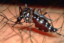 Dengue outbreak in southern Philippine city alarms health officials