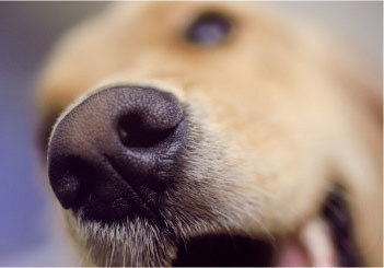 Wet noses of dogs improves their sniffing ability