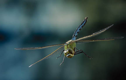 dragonfly-species