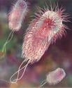 E Coli Toll In North Bay Rises To 131