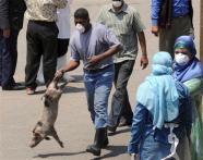 Egyptian police clash with pig farmers 