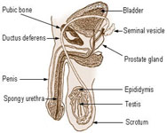 Male Infertility