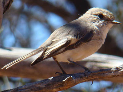 Female bird