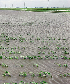 Flood Field