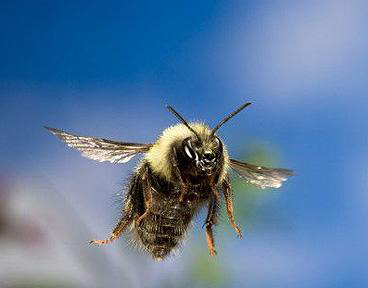 flying-bumble-bees