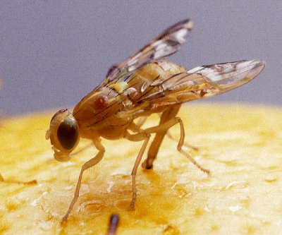fruit-flies
